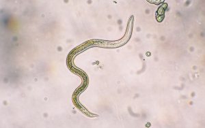 Toxocara canis second stage larvae hatch from eggs