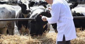Health of a Dairy Herd