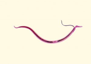 Learning More About Schistosomiasis Treatments and Parasitic Infections
