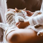 Buy highly effective cannabidiol(CBD) rich treats for your cats