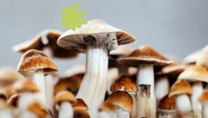Magic Mushrooms